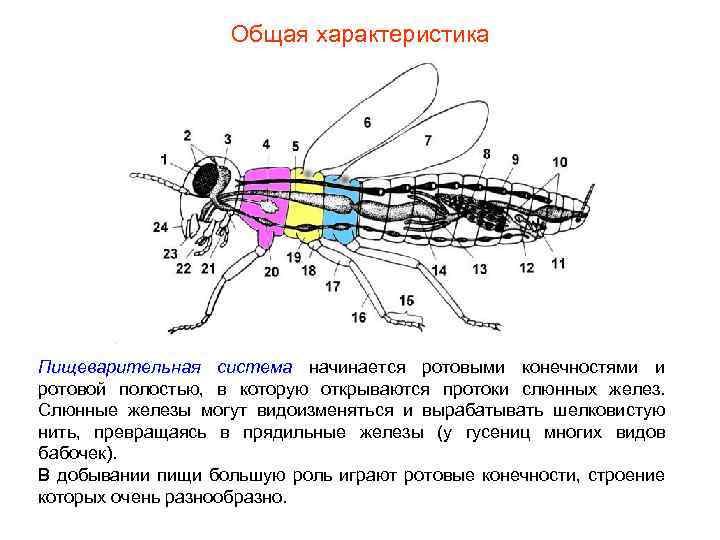 Общая характеристика Пищеварительная система начинается ротовыми конечностями и ротовой полостью, в которую открываются протоки