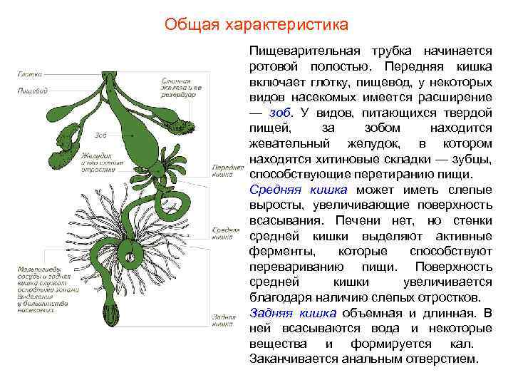 Общая характеристика Пищеварительная трубка начинается ротовой полостью. Передняя кишка включает глотку, пищевод, у некоторых