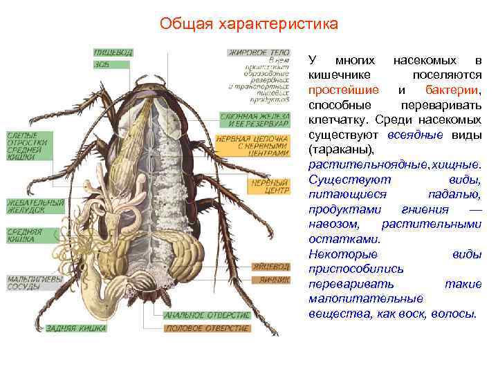 Общая характеристика У многих насекомых в кишечнике поселяются простейшие и бактерии, способные переваривать клетчатку.