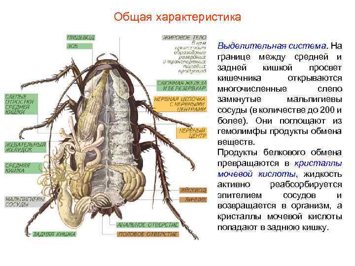 Общая характеристика Выделительная система. На границе между средней и задней кишкой просвет кишечника открываются