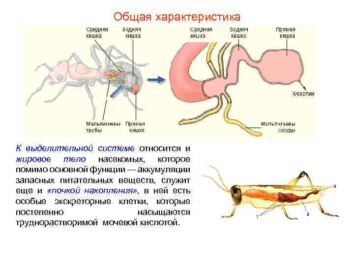 Общая характеристика К выделительной системе относится и жировое тело насекомых, которое помимо основной функции