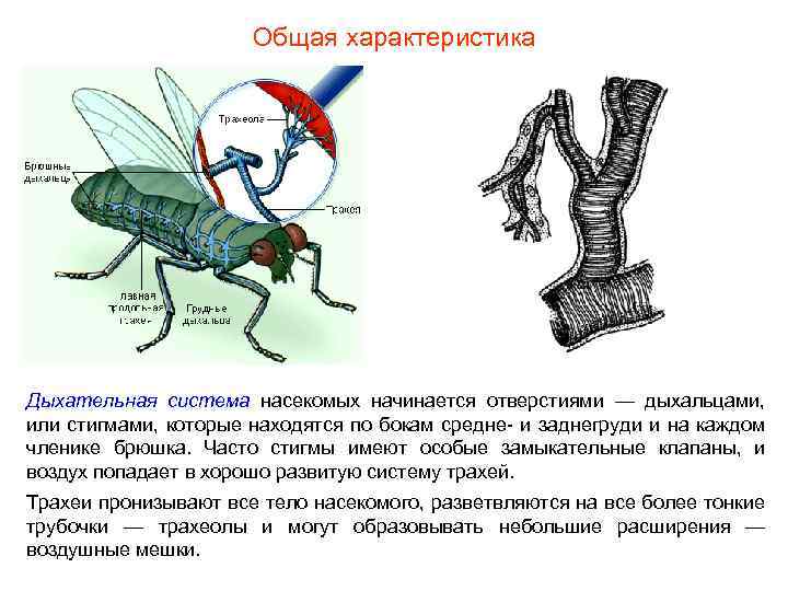 Общая характеристика Дыхательная система насекомых начинается отверстиями — дыхальцами, или стигмами, которые находятся по