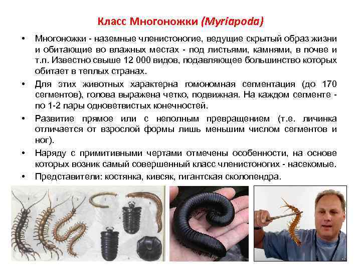 Класс Многоножки (Myriapoda) • • • Многоножки - наземные членистоногие, ведущие скрытый образ жизни