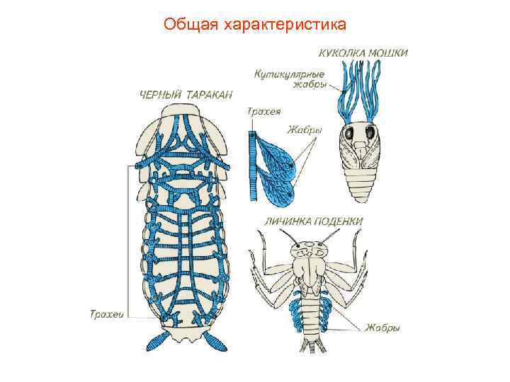 Общая характеристика 