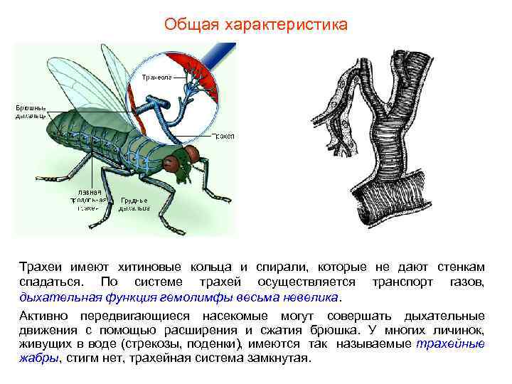 Общая характеристика Трахеи имеют хитиновые кольца и спирали, которые не дают стенкам спадаться. По