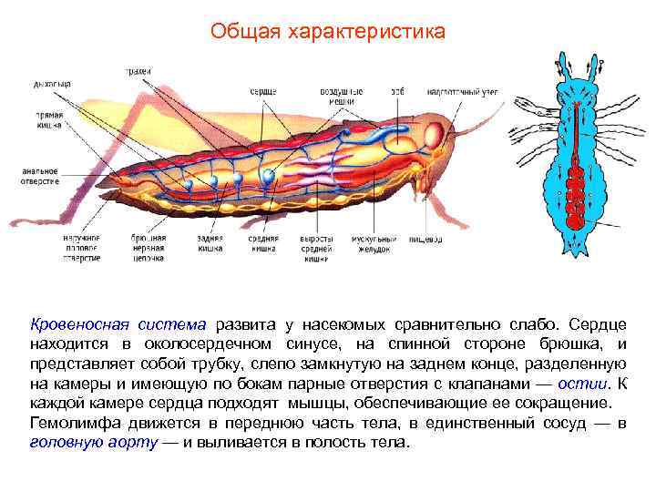 Общая характеристика Кровеносная система развита у насекомых сравнительно слабо. Сердце находится в околосердечном синусе,