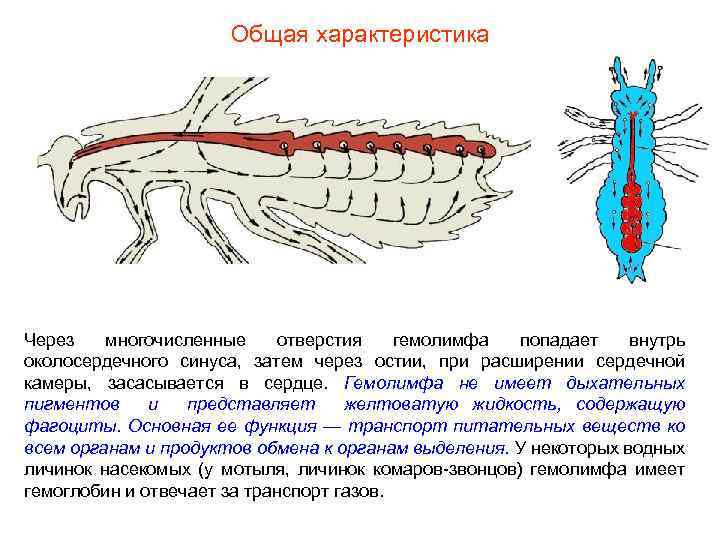 Общая характеристика Через многочисленные отверстия гемолимфа попадает внутрь околосердечного синуса, затем через остии, при