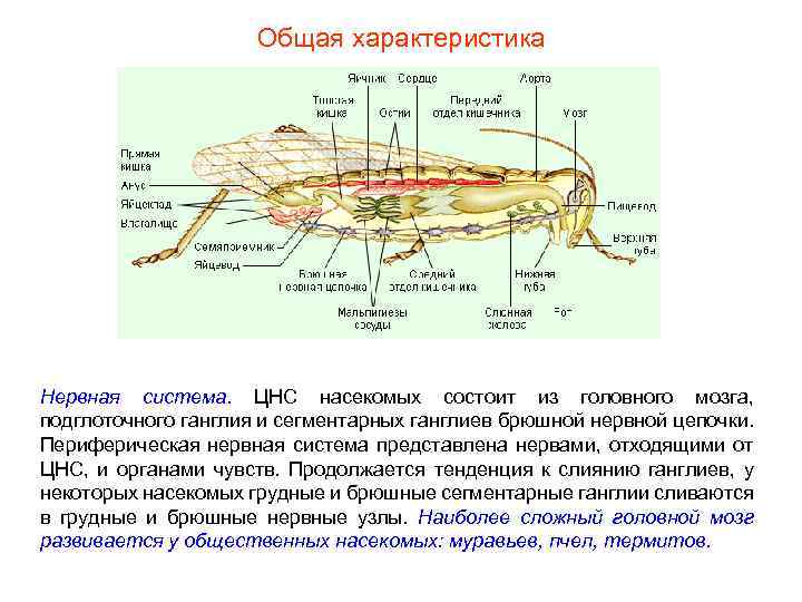 Общая характеристика Нервная система. ЦНС насекомых состоит из головного мозга, подглоточного ганглия и сегментарных