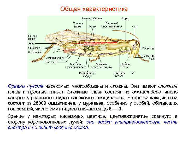 Общая характеристика Органы чувств насекомых многообразны и сложны. Они имеют сложные глаза и простые