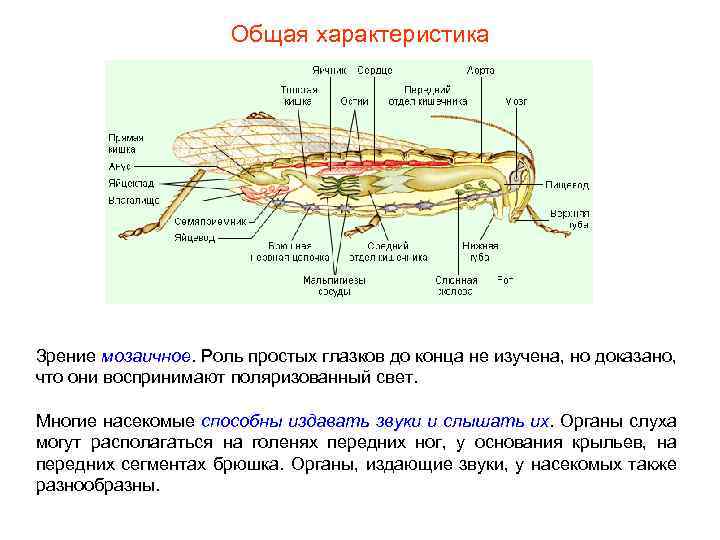 Общая характеристика Зрение мозаичное. Роль простых глазков до конца не изучена, но доказано, что