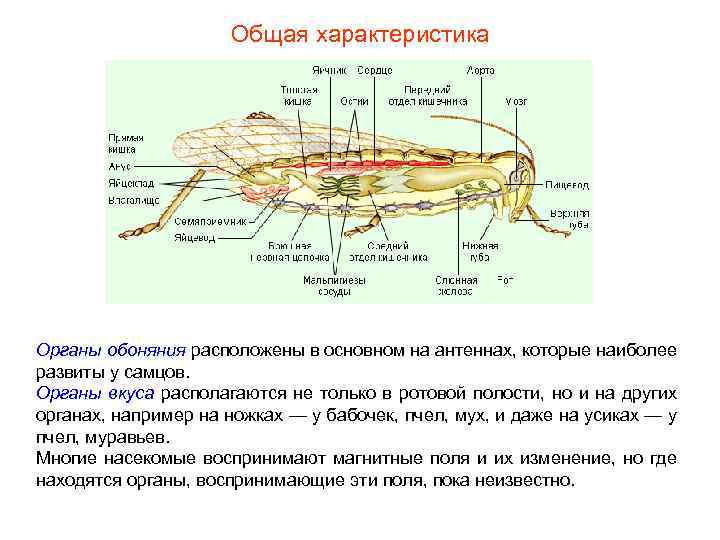 Общая характеристика Органы обоняния расположены в основном на антеннах, которые наиболее развиты у самцов.