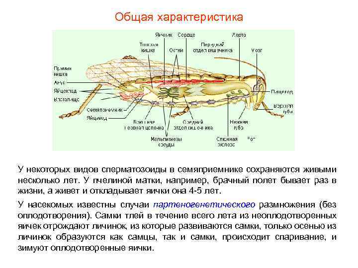 Общая характеристика У некоторых видов сперматозоиды в семяприемнике сохраняются живыми несколько лет. У пчелиной