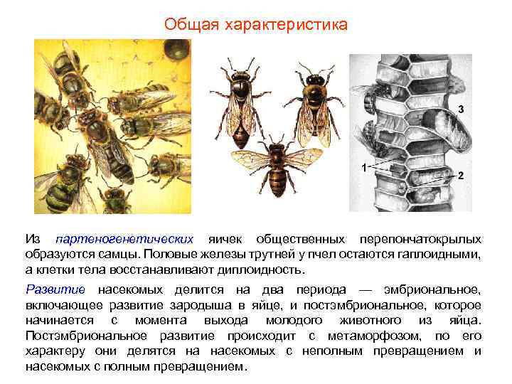 Общая характеристика Из партеногенетических яичек общественных перепончатокрылых образуются самцы. Половые железы трутней у пчел