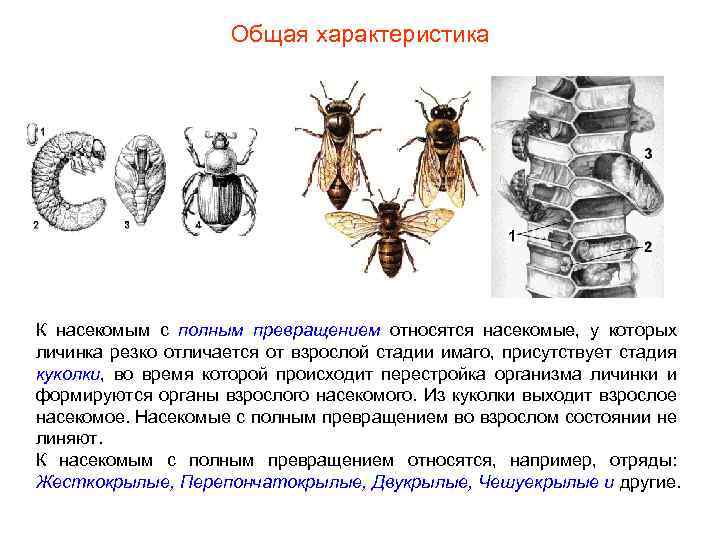 Общая характеристика К насекомым с полным превращением относятся насекомые, у которых личинка резко отличается