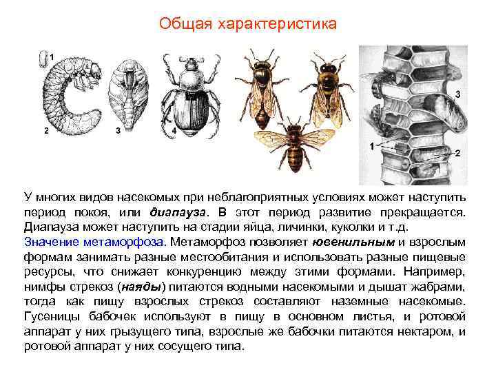 Общая характеристика У многих видов насекомых при неблагоприятных условиях может наступить период покоя, или