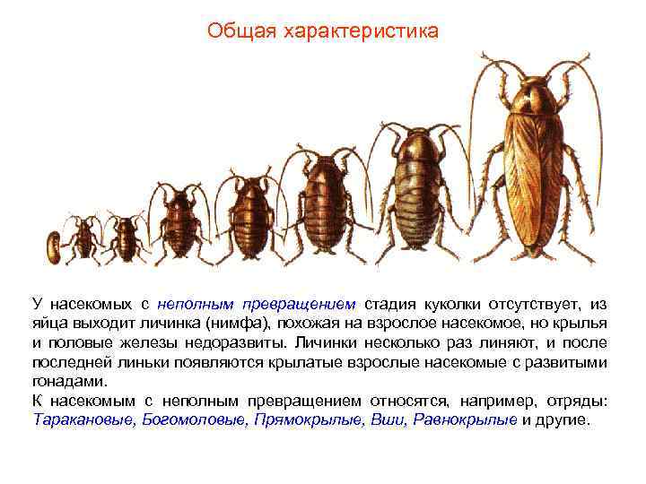 Общая характеристика У насекомых с неполным превращением стадия куколки отсутствует, из яйца выходит личинка