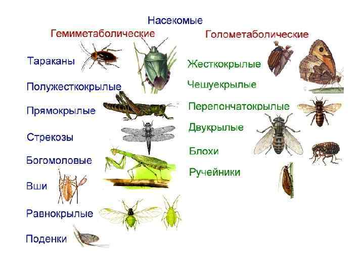 Насекомые обитающие в квартирах фото с названиями