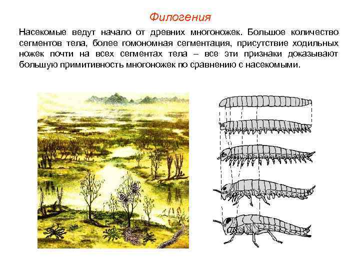 Филогения Насекомые ведут начало от древних многоножек. Большое количество сегментов тела, более гомономная сегментация,