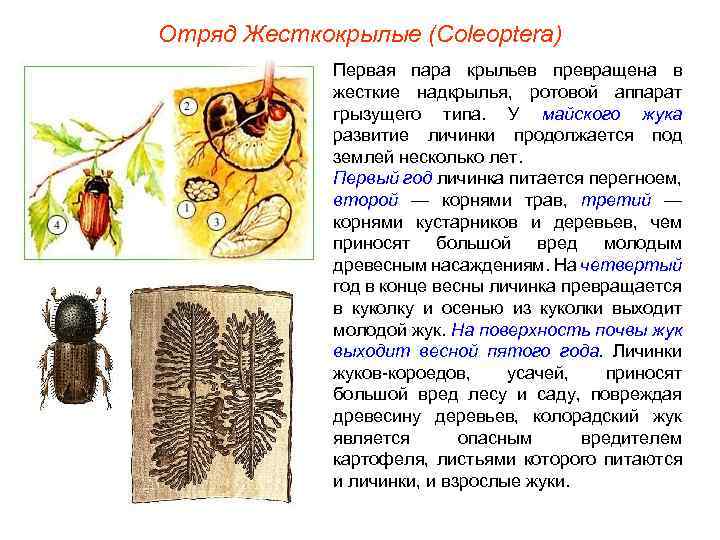 Отряд Жесткокрылые (Coleoptera) Первая пара крыльев превращена в жесткие надкрылья, ротовой аппарат грызущего типа.