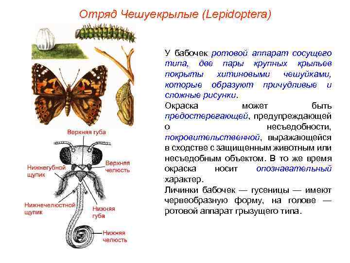 Отряд Чешуекрылые (Lepidoptera) У бабочек ротовой аппарат сосущего типа, две пары крупных крыльев покрыты