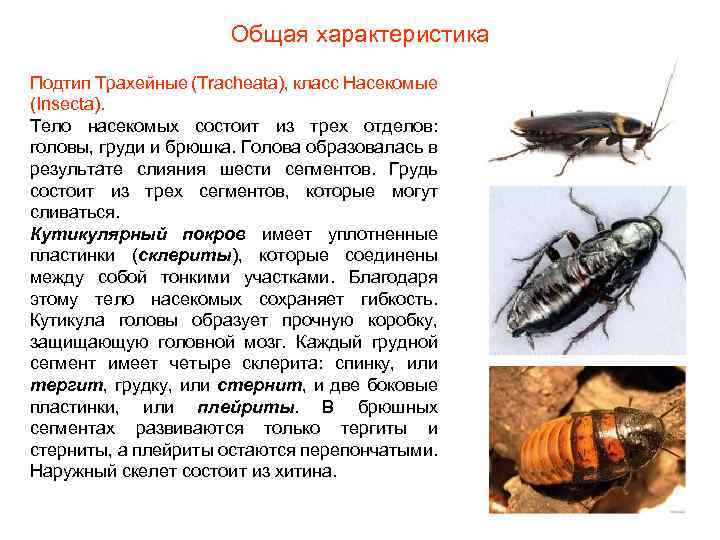 Жизнь насекомых тел