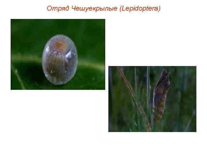 Отряд Чешуекрылые (Lepidoptera) 