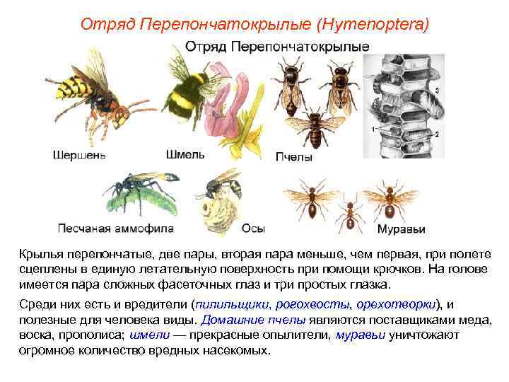 Отряд Перепончатокрылые (Hymenoptera) Крылья перепончатые, две пары, вторая пара меньше, чем первая, при полете