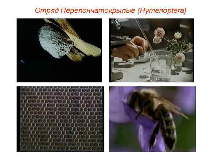 Отряд Перепончатокрылые (Hymenoptera) 