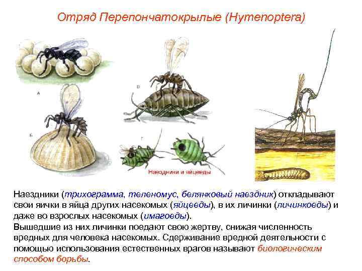 Отряд Перепончатокрылые (Hymenoptera) Наездники (трихограмма, теленомус, белянковый наездник) откладывают свои яички в яйца других