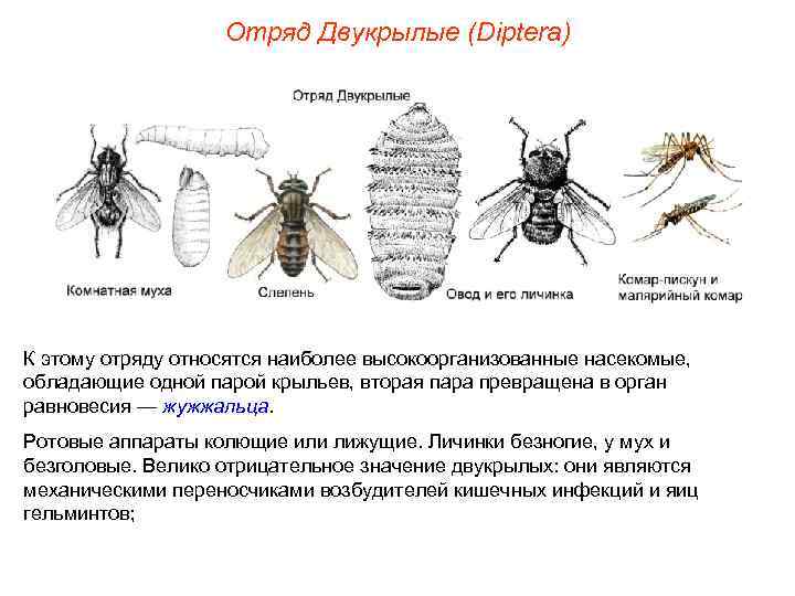 Отряд Двукрылые (Diptera) К этому отряду относятся наиболее высокоорганизованные насекомые, обладающие одной парой крыльев,