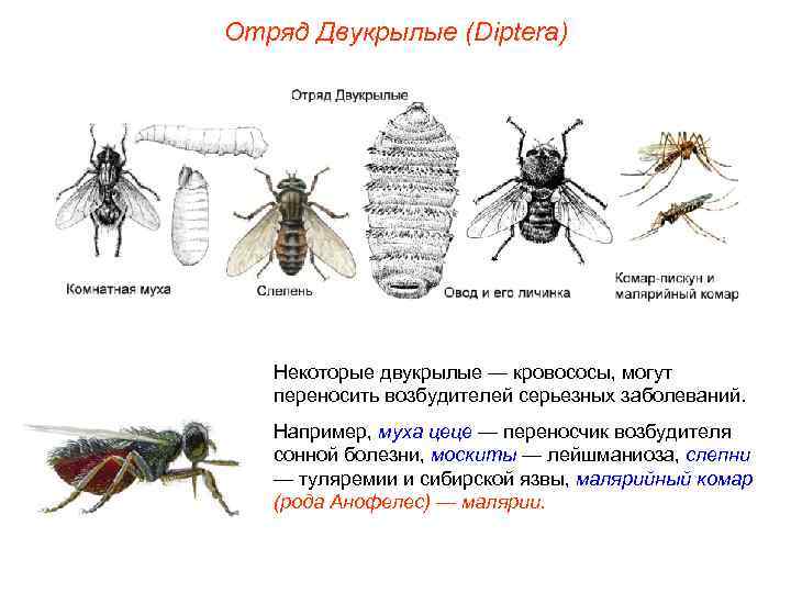 Отряд Двукрылые (Diptera) Некоторые двукрылые — кровососы, могут переносить возбудителей серьезных заболеваний. Например, муха