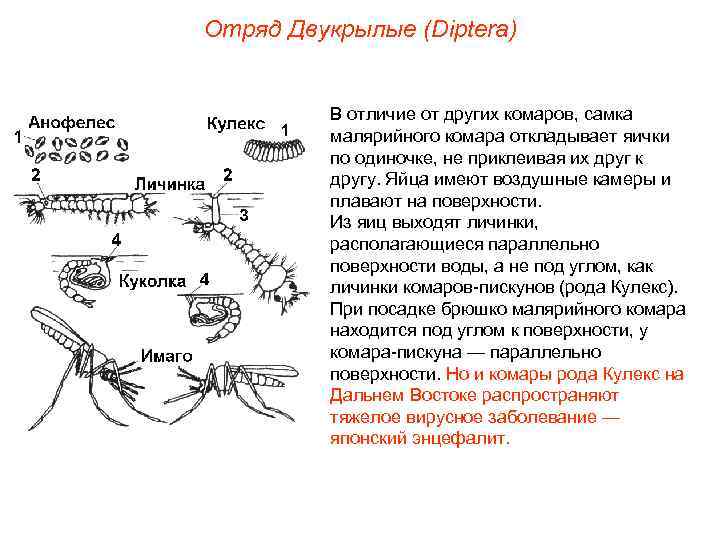 Отряд Двукрылые (Diptera) В отличие от других комаров, самка малярийного комара откладывает яички по