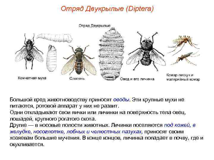 Отряд Двукрылые (Diptera) Большой вред животноводству приносят оводы. Эти крупные мухи не питаются, ротовой