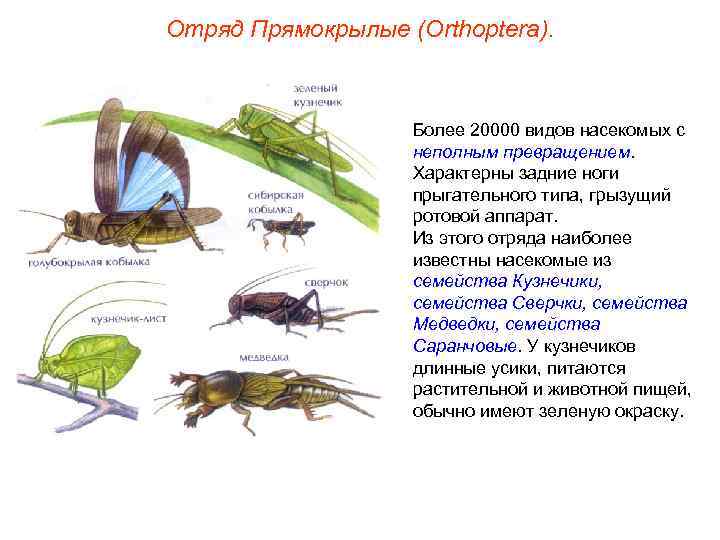 Отряд Прямокрылые (Orthoptera). Более 20000 видов насекомых с неполным превращением. Характерны задние ноги прыгательного