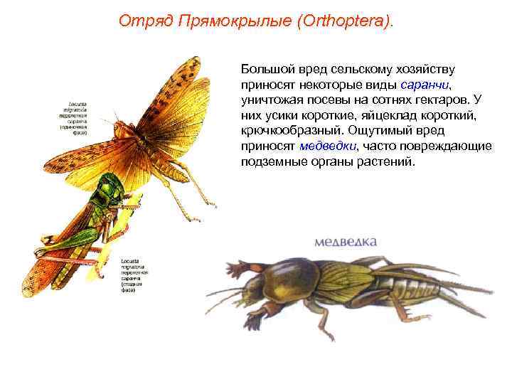 Отряд Прямокрылые (Orthoptera). Большой вред сельскому хозяйству приносят некоторые виды саранчи, уничтожая посевы на