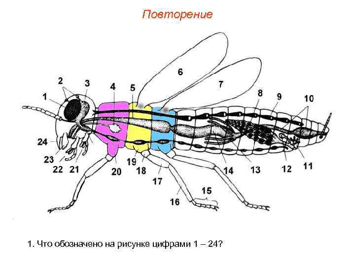 Повторение 1. Что обозначено на рисунке цифрами 1 – 24? 