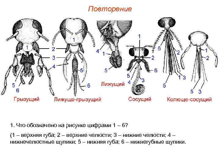 Повторение 1. Что обозначено на рисунке цифрами 1 – 6? (1 – верхняя губа;