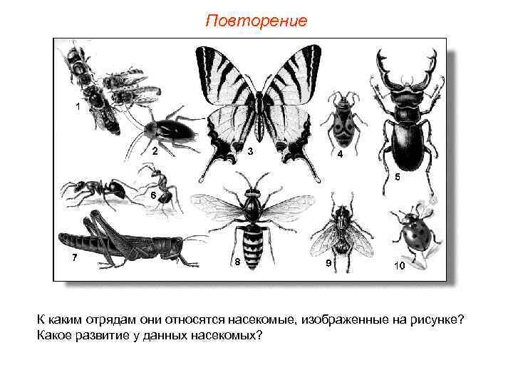 Повторение К каким отрядам они относятся насекомые, изображенные на рисунке? Какое развитие у данных