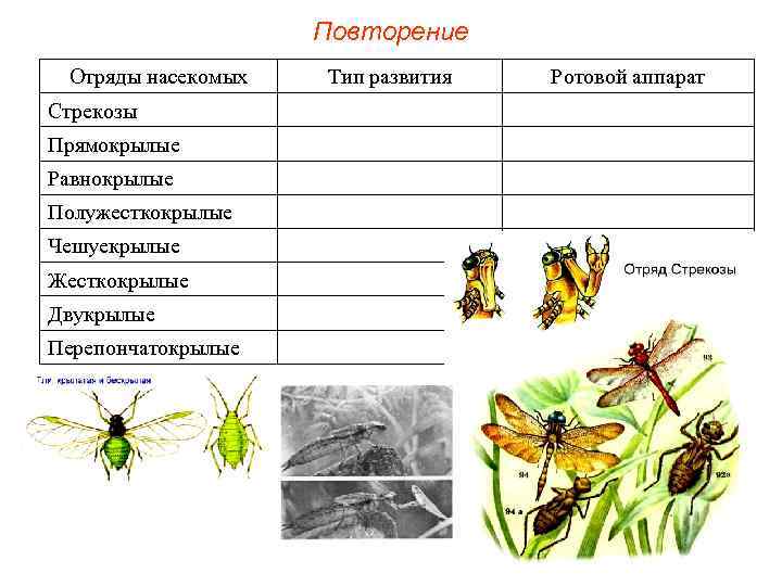 Повторение Отряды насекомых Стрекозы Прямокрылые Равнокрылые Полужесткокрылые Чешуекрылые Жесткокрылые Двукрылые Перепончатокрылые Тип развития Ротовой