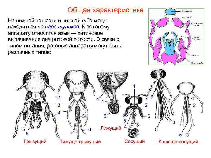 Общая характеристика На нижней челюсти и нижней губе могут находиться по паре щупиков. К