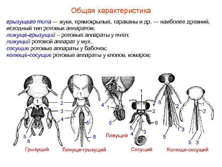 Общая характеристика грызущего типа — жуки, прямокрылые, тараканы и др. — наиболее древний, исходный