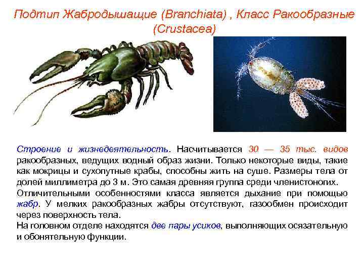 Подтип Жабродышащие (Branchiata) , Класс Ракообразные (Crustacea) Строение и жизнедеятельность. Насчитывается 30 — 35