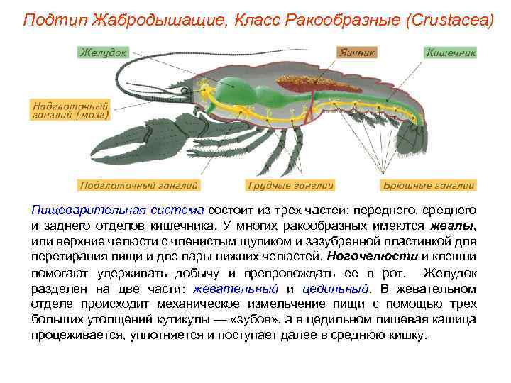 Подтип Жабродышащие, Класс Ракообразные (Crustacea) Пищеварительная система состоит из трех частей: переднего, среднего и