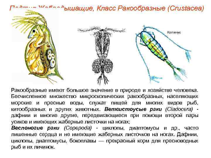 Значение ракообразных в природе