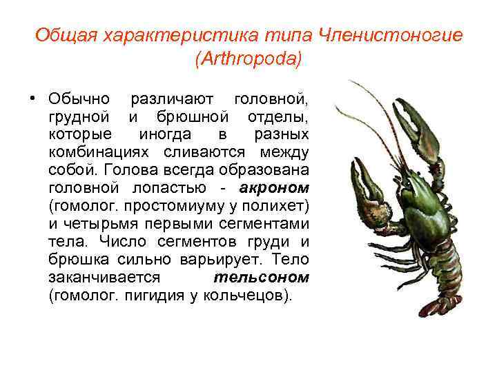 Общая характеристика типа Членистоногие (Arthropoda) • Обычно различают головной, грудной и брюшной отделы, которые