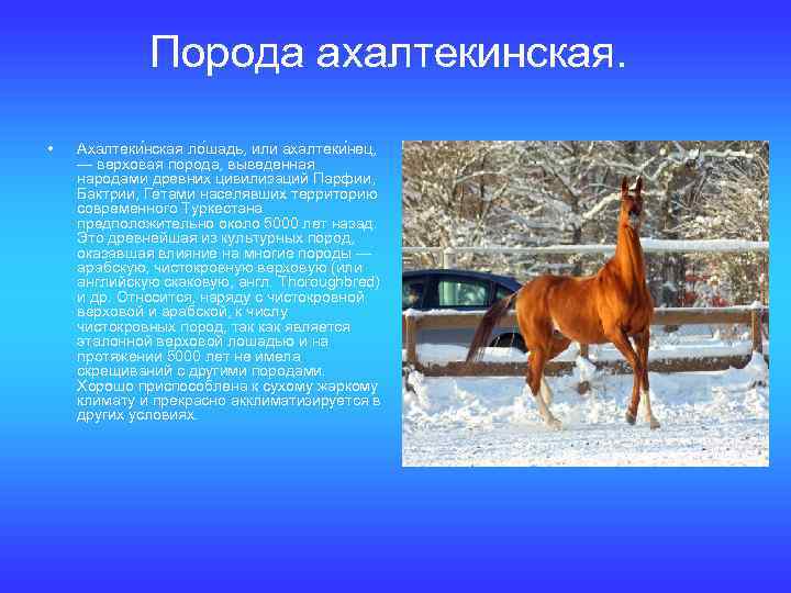 Порода ахалтекинская. • Ахалтеки нская ло шадь, или ахалтеки нец, — верховая порода, выведенная