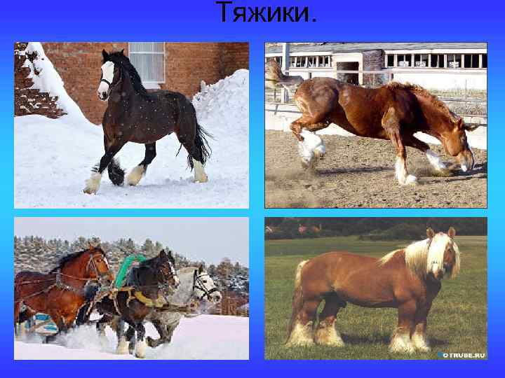 Тяжики. 