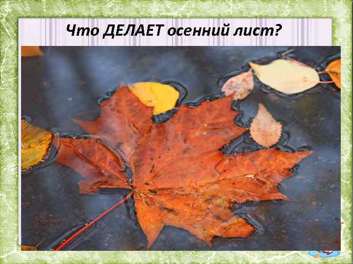 Что ДЕЛАЕТ осенний лист? 