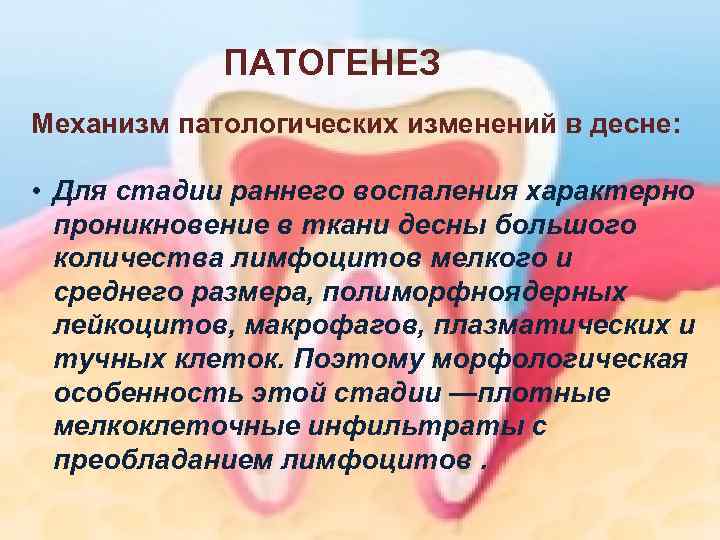 ПАТОГЕНЕЗ Механизм патологических изменений в десне: • Для стадии раннего воспаления характерно проникновение в