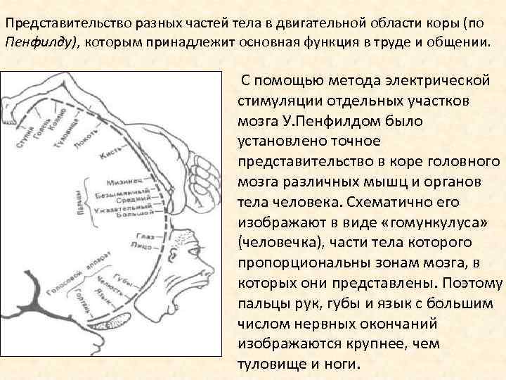 Представительство разных частей тела в двигательной области коры (по Пенфилду), которым принадлежит основная функция